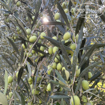 фото из отзыва ID 2733619