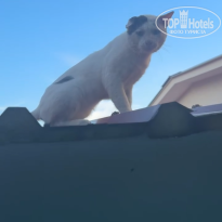 фото из отзыва ID 2733603