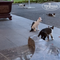 фото из отзыва ID 2733603