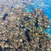 фото из отзыва ID 2733855