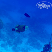 фото из отзыва ID 2733865