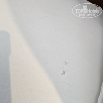 фото из отзыва ID 2734008