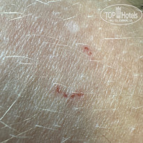 фото из отзыва ID 2734043