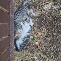 фото из отзыва ID 2734446