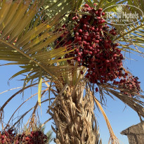 фото из отзыва ID 2734427