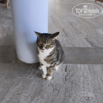 фото из отзыва ID 2734275