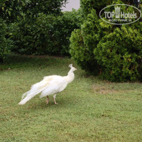 фото из отзыва ID 2734275