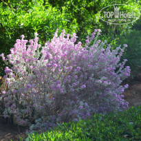 фото из отзыва ID 2734716