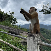 фото из отзыва ID 2734500