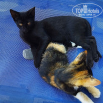 фото из отзыва ID 2735052