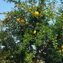 фото из отзыва ID 2735052