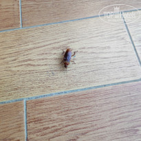 фото из отзыва ID 2735089