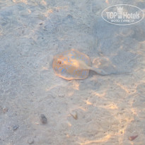 фото из отзыва ID 2735186