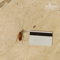 фото из отзыва ID 2735246