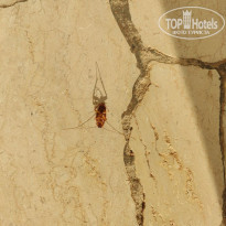 фото из отзыва ID 2735246