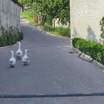 фото из отзыва ID 2735254