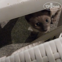 фото из отзыва ID 2735264