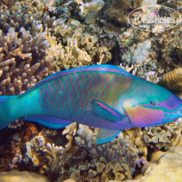 фото из отзыва ID 2735277