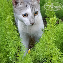 фото из отзыва ID 2735306