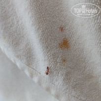 фото из отзыва ID 2735308