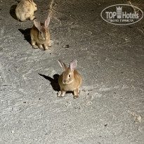 фото из отзыва ID 2735314