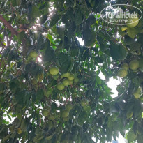 фото из отзыва ID 2735384