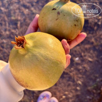 фото из отзыва ID 2735527