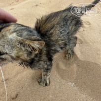 фото из отзыва ID 2735885