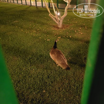 фото из отзыва ID 2735907