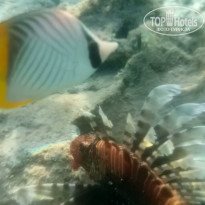 фото из отзыва ID 2735673