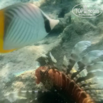 фото из отзыва ID 2735673