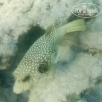 фото из отзыва ID 2735673