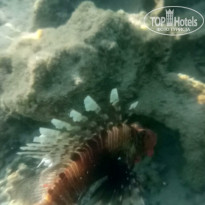 фото из отзыва ID 2735673