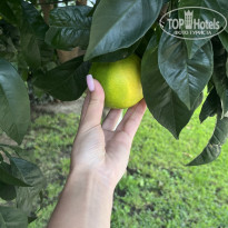 фото из отзыва ID 2736099