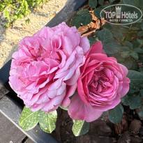 фото из отзыва ID 2735758