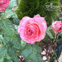 фото из отзыва ID 2735758