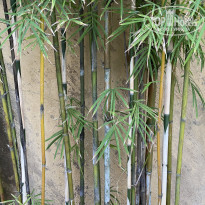 фото из отзыва ID 2736241