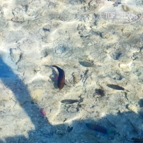 фото из отзыва ID 2736299