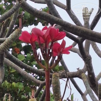 фото из отзыва ID 2736385