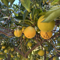 фото из отзыва ID 2736502