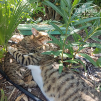 фото из отзыва ID 2736508