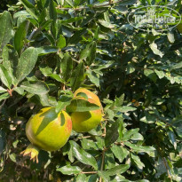 фото из отзыва ID 2736513