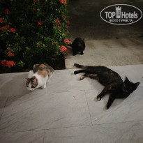 фото из отзыва ID 2736527