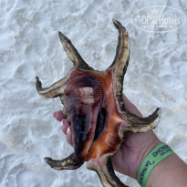 фото из отзыва ID 2736539