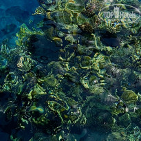 фото из отзыва ID 2736617