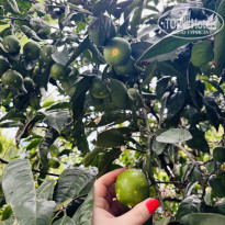 фото из отзыва ID 2736646