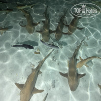 фото из отзыва ID 2736665