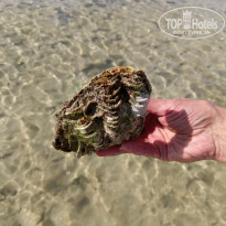 фото из отзыва ID 2736952