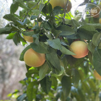 фото из отзыва ID 2736980