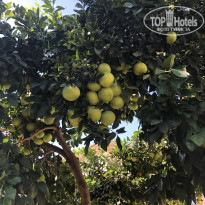 фото из отзыва ID 2737050